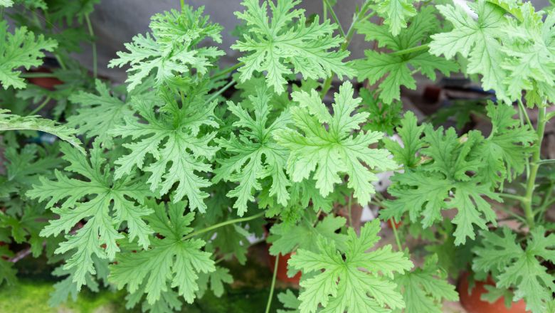 Citronella Repellant Plant For Mosquitoes