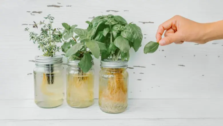 DIY Kitchen Decorating Idea #2: DIY Mason Jar Herb Garden