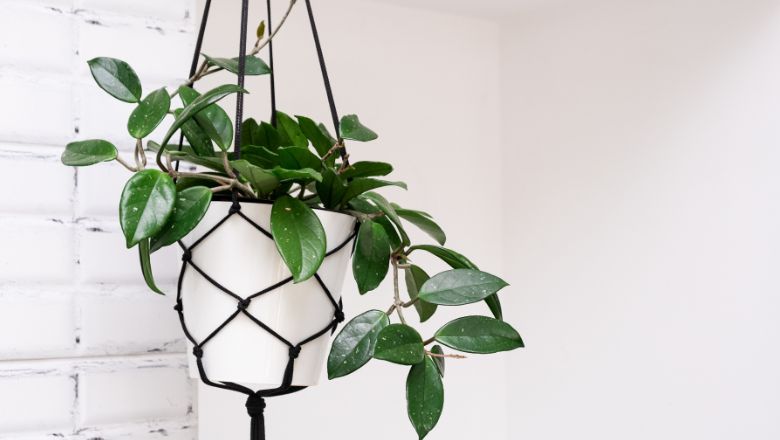 DIY Living Room Decor Idea #5: Handcrafted Planters & Greenery