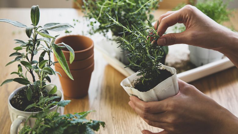 DIY Mothers Day Gift Idea #5: DIY Herb Garden Kit