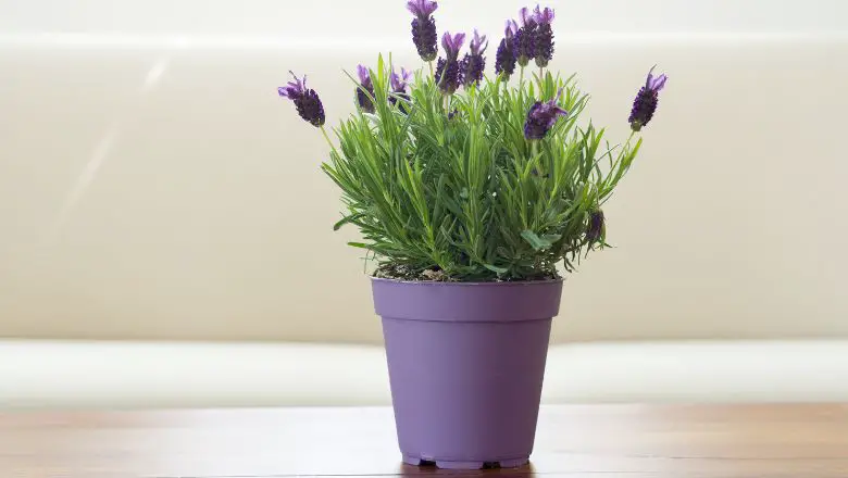 DIY Spring Craft for Kids #1: Colorful Flower Pot Creations
