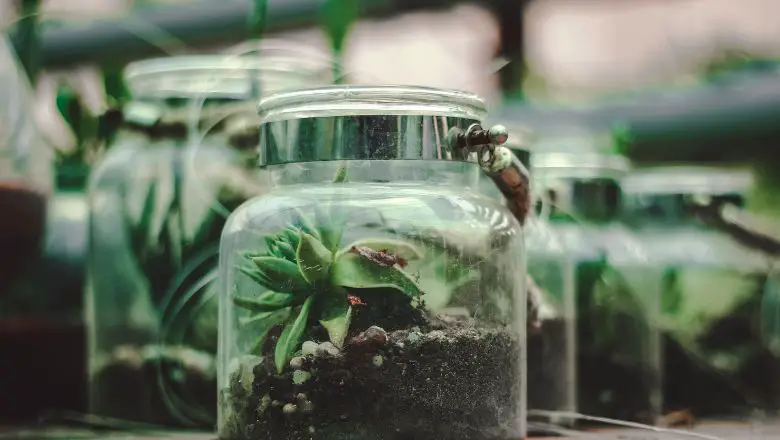 DIY Terrarium in a Jar