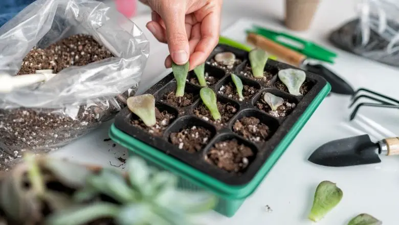 Easy DIY Plant Propagation Techniques for Green Thumbs