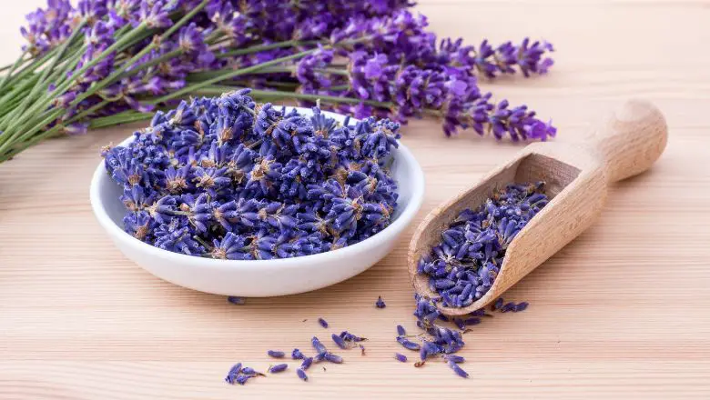 Lavender Repellant Plant For Mosquitoes
