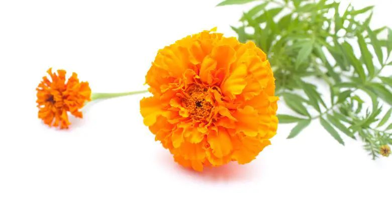 Marigold Repellant Plant For Mosquitoes