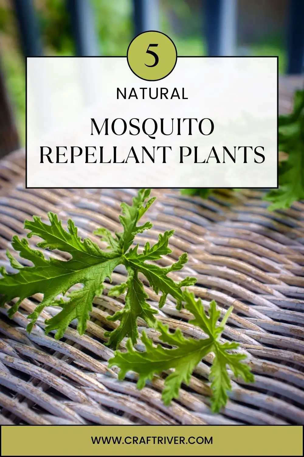 Natural Mosquito Repellant Plants