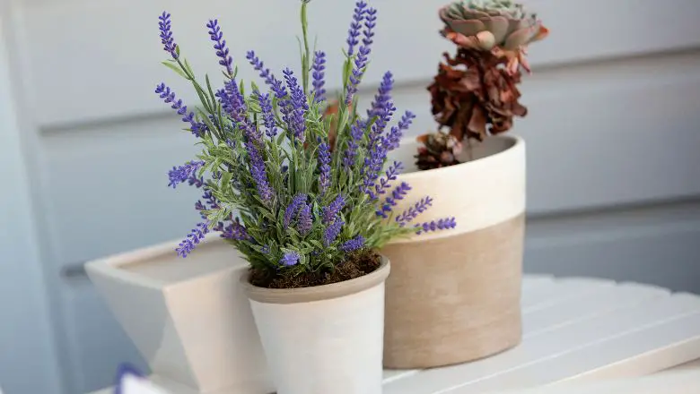 Repel Mosquitoes by Growing Lavender Plants Around Your Yard