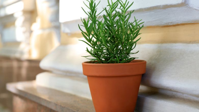 Rosemary Repellant Plant For Mosquitoes