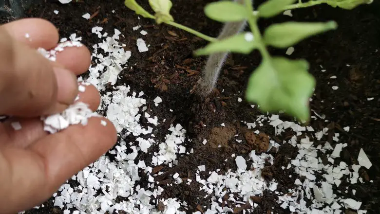 Use Eggshells as Natural and Effective Fertilizer for Plants